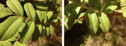 R. hirtula rose photo