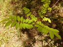 R. hirtula rose photo