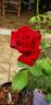 Vega rose photo