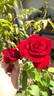 Vega rose photo