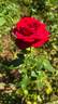 Vega rose photo
