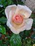 Anahe ® rose photo