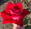 Lovers Lane ™ rose photo