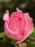 Fragonard rose photo