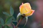 Golden Song rose photo