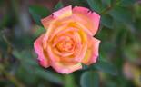 Golden Song rose photo