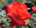 Fruitee rose photo