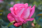 Paris Pink rose photo