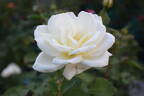 White Spray ® rose photo