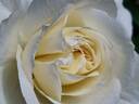 Champagner ® rose photo