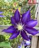 Haku Ookan clematis photo