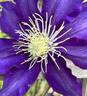 Haku Ookan clematis photo
