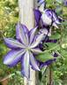 Haku Ookan clematis photo