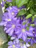 H. F. Young clematis photo