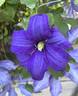 Rhapsody clematis photo