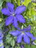Rhapsody clematis photo
