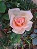 Anahe ® rose photo