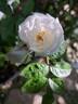 Yvonne Rabier rose photo