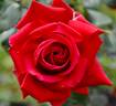 King of Hearts rose photo