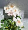 White Knock Out ® rose photo