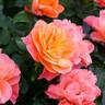 Sugar Candy Rose rose photo