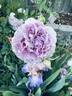 English Perfume ™ rose photo