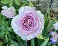 English Perfume ™ rose photo