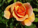 Gold and Great rose photo