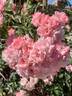 Fresh Pink rose photo