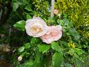 Rosenstadt Freising ® rose photo