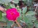Gaard um Titzebierg rose photo