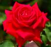 King of Hearts rose photo