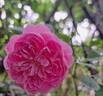 Harlow Carr ™ rose photo