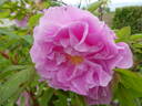 Thérèse Bugnet rose photo