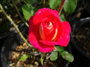 Midsummer rose photo