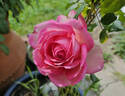 Wimi rose photo