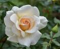 French Lace rose photo