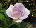 Silver Lining ™ rose photo