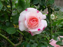 Rosenstadt Freising ® rose photo