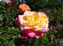 Parthenon ® rose photo