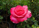 Mother's Rose rose photo
