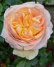Anahe ® rose photo
