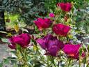 Route 66 rose photo