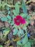 Strandperle rose photo