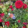 True Love rose photo