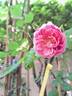 John Clare ® rose photo