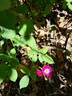 Sibelius ® rose photo