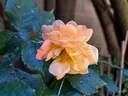 Bentheimer Gold ® rose photo