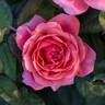 Miss Manners™ rose photo