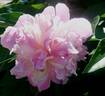 Umbellata Rosea peony photo